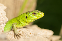 Caspian Green Lizard photo 4