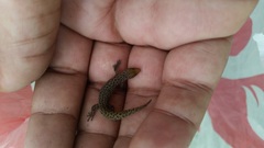 Sphaerodactylus difficilis