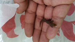 Sphaerodactylus difficilis