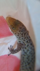 Sphaerodactylus difficilis
