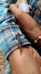 Sphaerodactylus difficilis