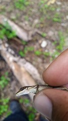 Anolis semilineatus