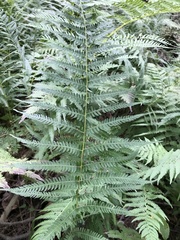 Coryphopteris simulata