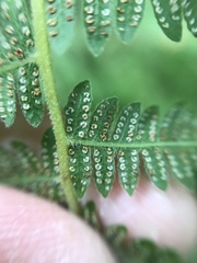 Coryphopteris simulata