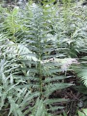 Coryphopteris simulata