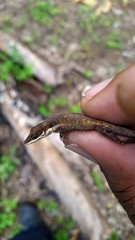 Anolis semilineatus