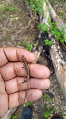 Anolis semilineatus