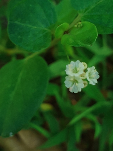 Boerhavia repens iNat (3)
