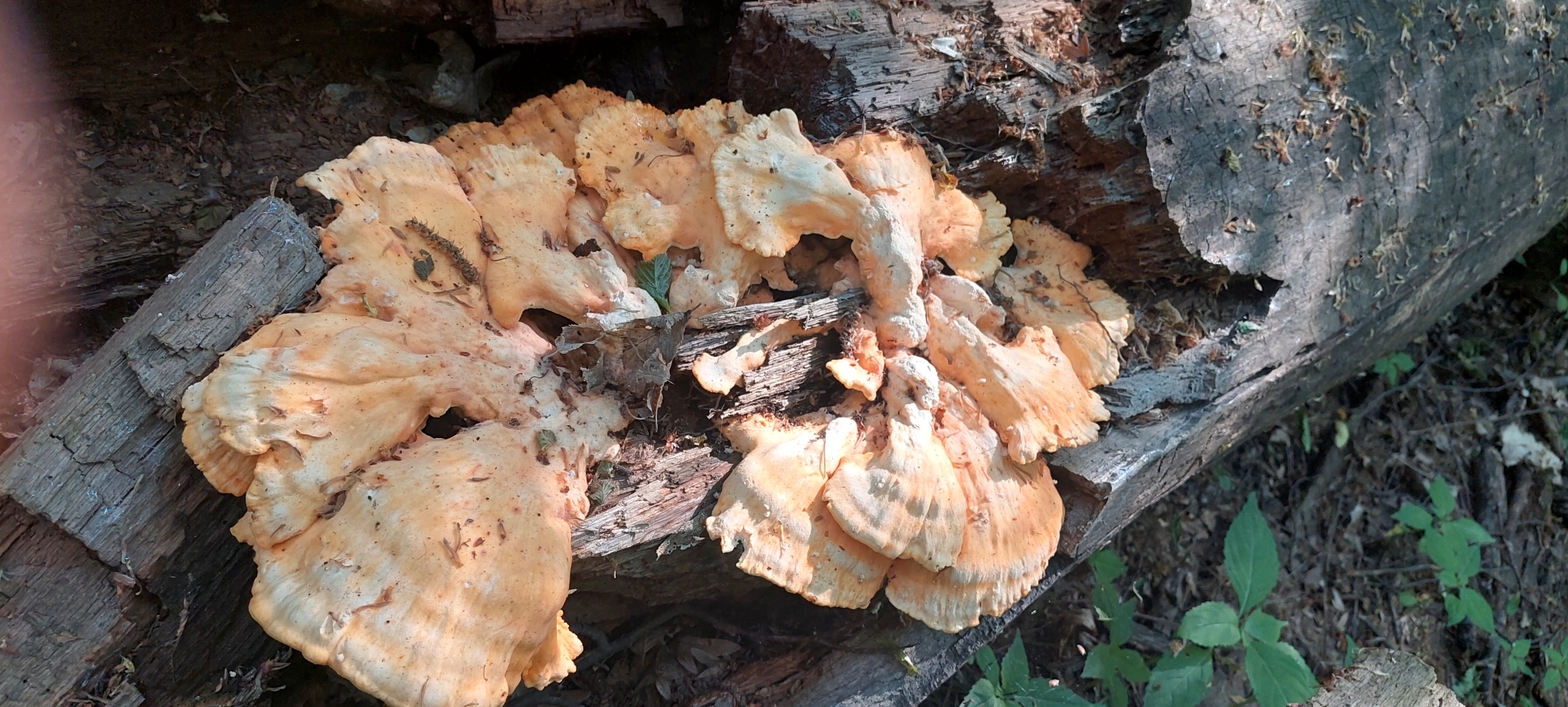 Polyporus sulphureus<br>19 December, 2024