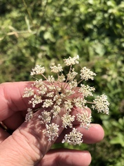Daucus carota