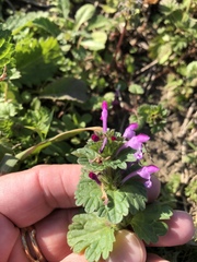 Lamium amplexicaule