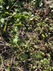 Lamium amplexicaule