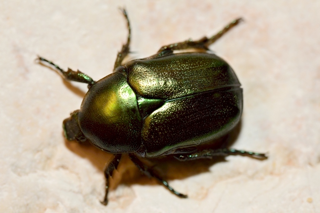 Protaetia angustata