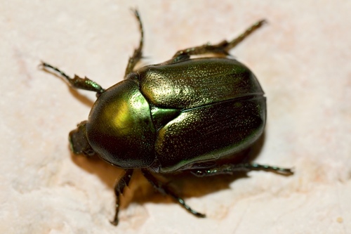 Protaetia angustata