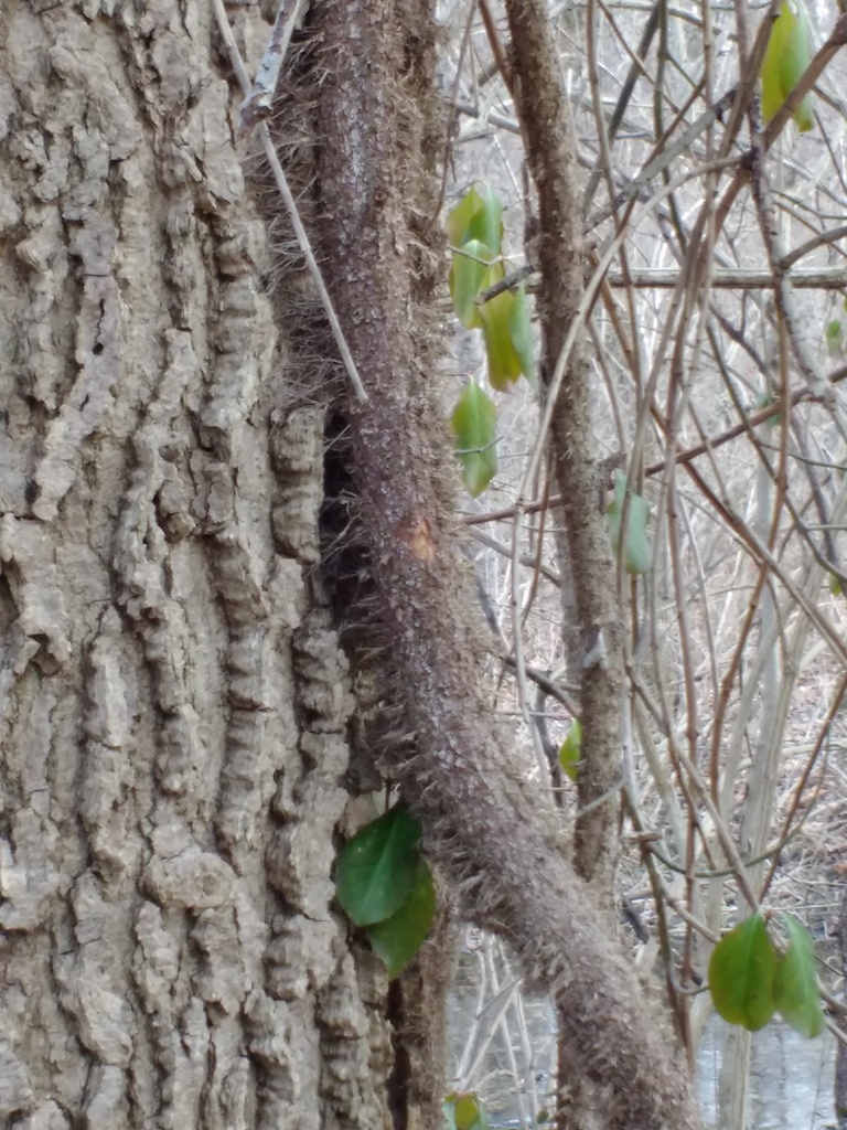 Winter Creeper  University of Maryland Extension