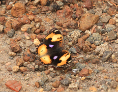 Junonia hierta cebrene