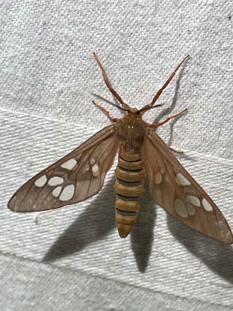Pseudothyretes obscurus