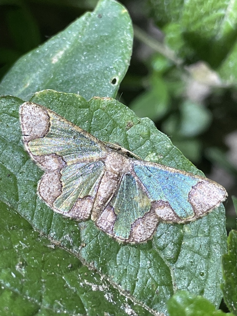 Zamarada antimima