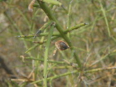 Genista fasselata