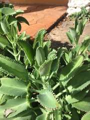 Kalanchoe laetivirens