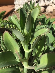 Kalanchoe laetivirens