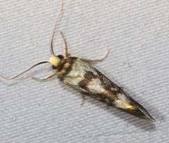 Lactura cristata