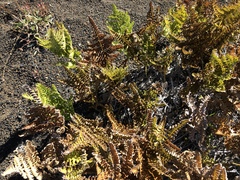 Pteridium aquilinum decompositum