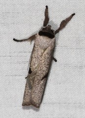 Pilostibes stigmatias