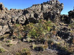 Pteridium aquilinum decompositum