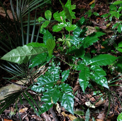 Vitex lucens