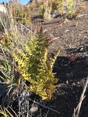 Pteridium aquilinum decompositum