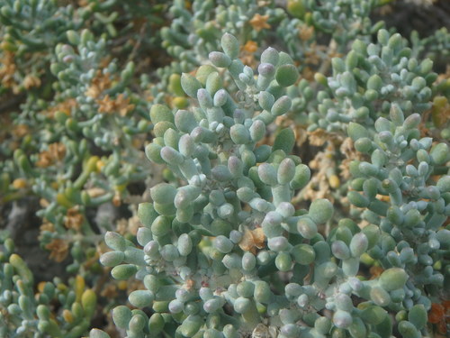 Image of Zygophyllum album by (c) Daniel Cahen, some rights reserved (CC BY)