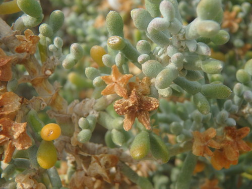 Image of Zygophyllum album by (c) Daniel Cahen, some rights reserved (CC BY)