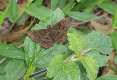 Staphylus ascalaphus