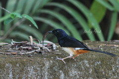 Andaman Shama photo 2