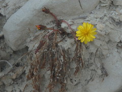 Taraxacum aphrogenes