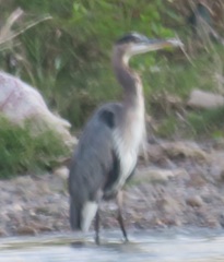 Ardea herodias