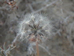 Taraxacum aphrogenes
