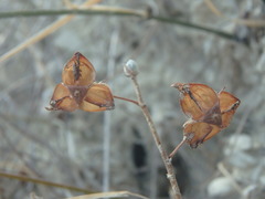 Helianthemum obtusifolium