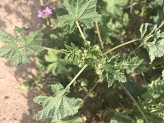 Malva parviflora