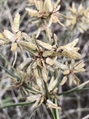 Cyperus ochraceus