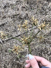 Cyperus ochraceus