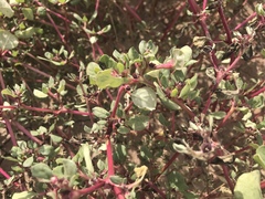 Trianthema portulacastrum