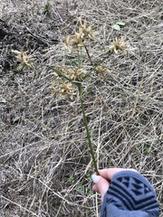 Cyperus ochraceus