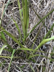 Cyperus ochraceus