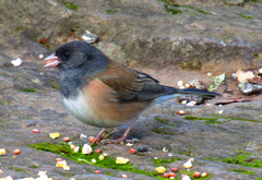 Junco hyemalis