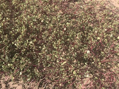 Trianthema portulacastrum