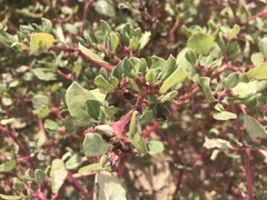Trianthema portulacastrum