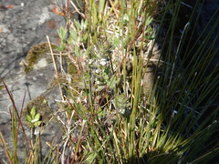 Euphrasia hudsoniana
