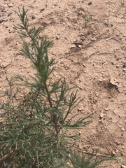 Salsola tragus